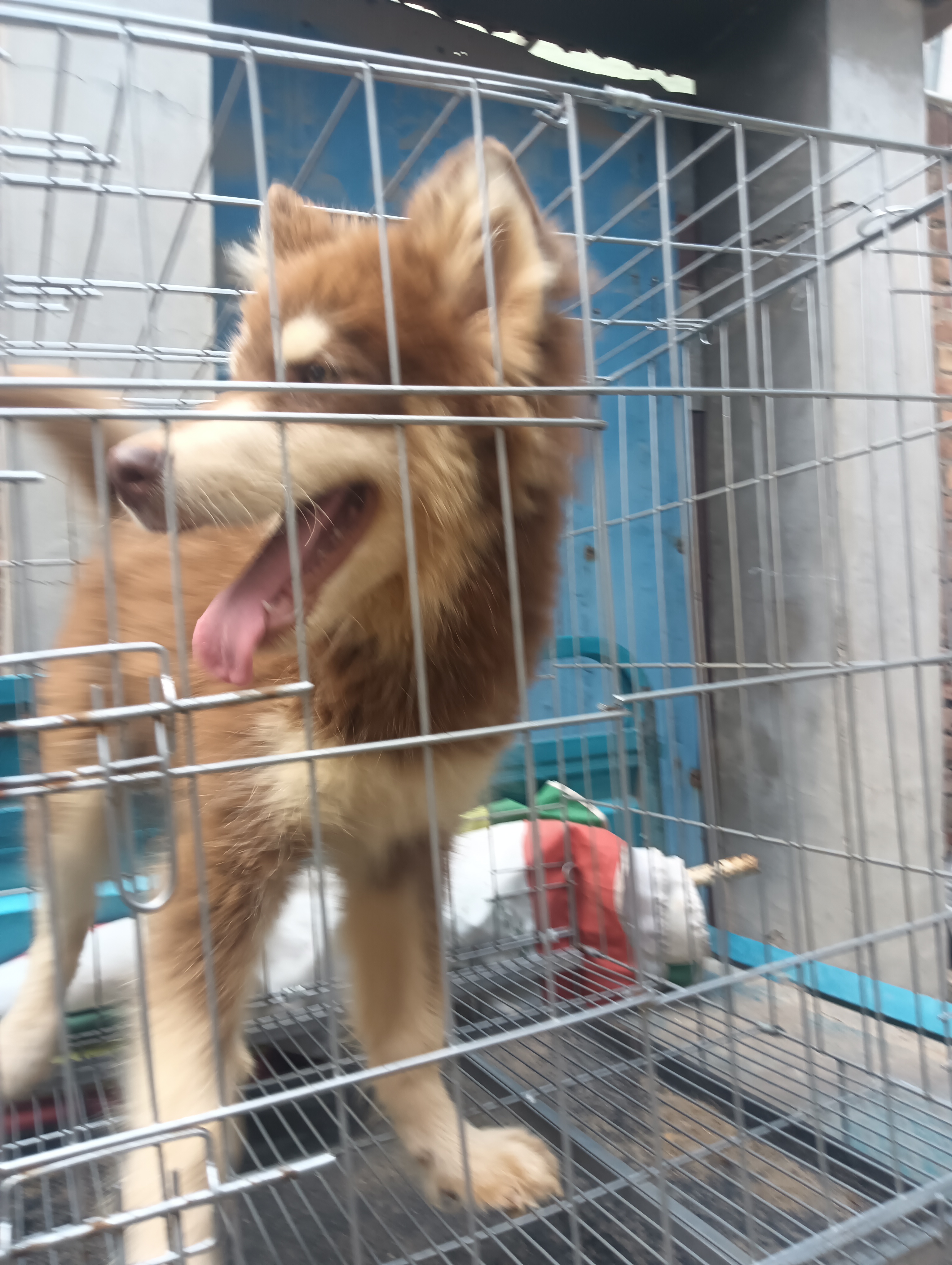 红桃阿拉斯加